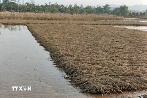 Cánh đồng lúa của thôn Hợp Thành, xã Tuy Lộc, thành phố Yên Bái thời kỳ chắc hạt bị chết trắng không có khả năng hồi phục. (Ảnh: TTXVN phát)