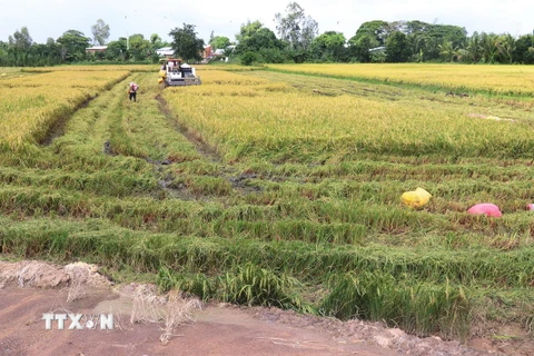 Thu hoạch lúa Thu Đông sớm né lũ. (Ảnh: Nguyễn Văn Trí/TTXVN)