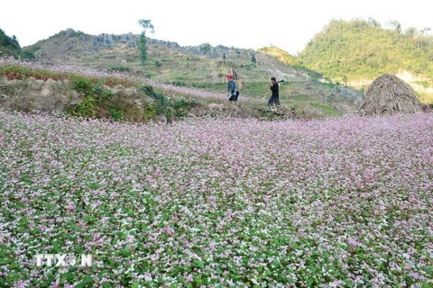 Mùa tam giác mạch trên Cao nguyên đá Đồng Văn (Hà Giang). (Ảnh: Thanh Hà/ TTXVN)