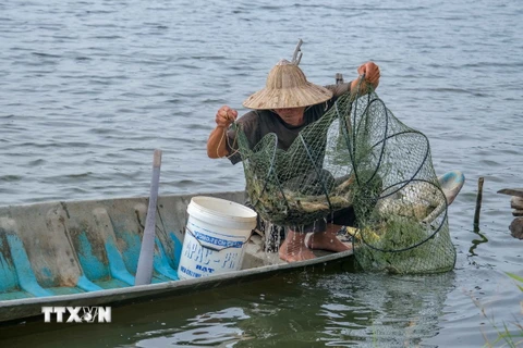 Nông dân xã Tây Yên, huyện An Biên, tỉnh Kiên Giang thu hoạch tôm sú trên vùng đất sản xuất 1vụ lúa 2 vụ tôm (Ảnh: Văn Sĩ/ TTXVN)