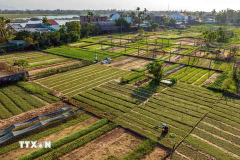 Nông dân làng rau Trà Quế tất bật sản xuất vụ rau tết. (Ảnh: TTXVN phát)