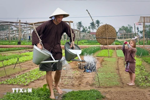 Du khách trải nghiệm tại làng rau Trà Quế, Hội An, tỉnh Quảng Nam. (Ảnh: TTXVN phát)