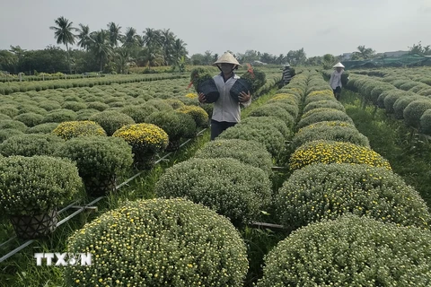 Trồng hoa cúc mâm xôi ở Bến Tre. (Ảnh: Huỳnh Phúc Hậu/TTXVN)