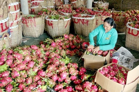 Nông dân Việt hội nhập: Nước mắt, mồ hôi vẫn nặng trĩu trên vai