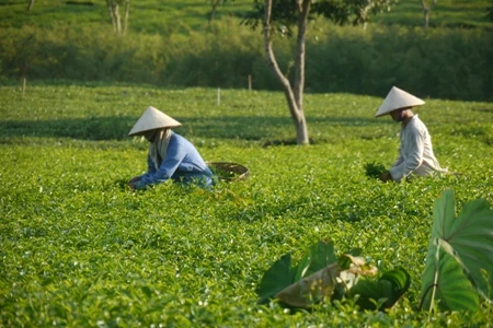AFD hỗ trợ những khoản mới giúp Việt Nam xóa đói giảm nghèo