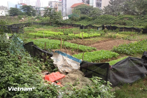Rau "sạch" được trồng ngay khu vực đổ rác ​trong một đô thị tại Cầu Giấy-Hà Nội. (Ảnh: PV/Vietnam+)