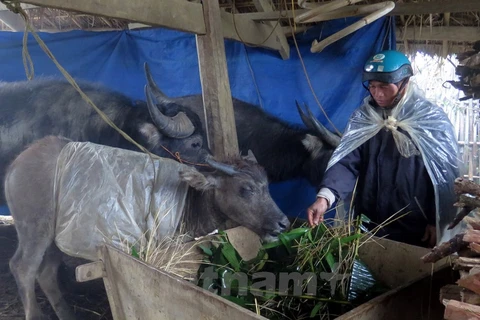 Lai Châu có chỉ số giá sinh hoạt “đắt đỏ” nhất cả nước. (Ảnh minh họa. Nguồn: Vietnam+)