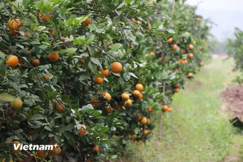 Cam trồng theo quy trình sản xuất hữu cơ cho ra sản lượng cao và chất lượng thơm ngon. (Ảnh: Hạnh Nguyễn/Vietnam+)