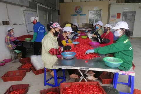 Công nhân đang phân loại ớt-Công ty Dace (Ảnh CTV/Vietnam+)