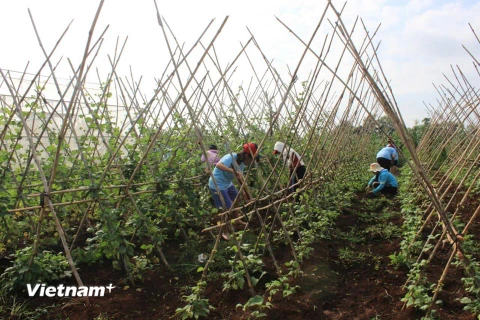 Các nông trại rau của Công ty Rau Cười Việt Nhật vẫn đều đặn thu hoạch phục vụ thị trường trong thời kỳ dịch bệnh. (Ảnh: CTV/Vietnam+)