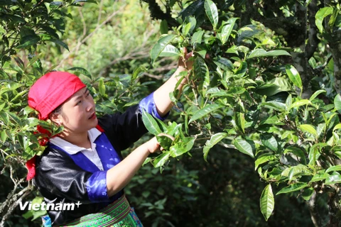 Tà Xùa nổi tiếng là xứ sở của những cây chè shan tuyết cổ thụ. (Ảnh: Hạnh Nguyễn/Vietnam+)