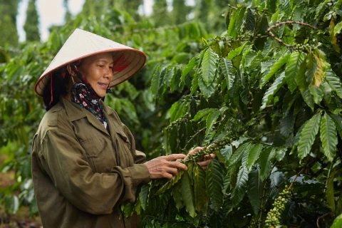 Dự án NESCAFÉ Plan-gắn kết nông dân phát triển cà phê bền vững. (Ảnh: CTV)