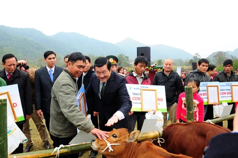 Chủ tịch nước Trương Tấn Sang trao bò giúp người nghèo biên giới. (Ảnh: Viettel)