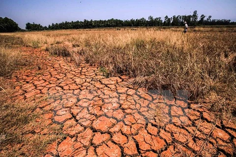 Cánh đồng lúa đến kỳ thu hoạch bị chết khô, nứt nẻ vì khô hạn, nhiễm mặn kéo dài ở Đồng bằng sông Cửu Long. (Ảnh: Trọng Đạt/TTXVN)