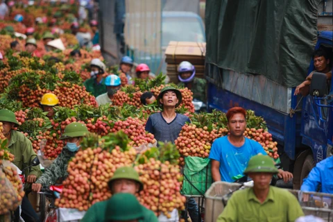 Người nông dân Bắc Giang đã nhiều năm gặp phải tình trạng được mùa vải thiều nhưng mất giá. (Ảnh: Minh Sơn/Vietnam+)