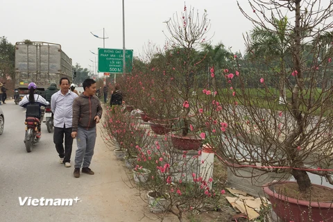Nhiều khách hàng tìm đến "chợ" đào dài cả cây số ven đường 71 ở Thường Tín (Hà Nội) để chọn hoa chơi Tết. (Ảnh: T.H/Vietnam+)