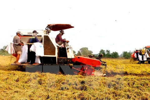 Nông dân thu hoạch lúa. (Ảnh: Thanh Liêm/TTXVN) 