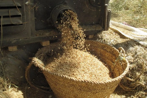 Indonesia có thể tự cung tự cấp gạo vào năm 2014
