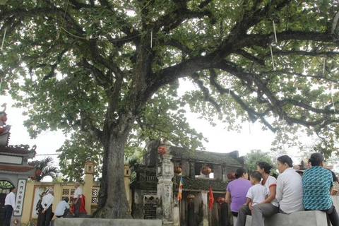 Trên 600 cây được công nhận là Cây Di sản Việt Nam