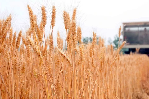 CO2 trong không khí tăng khiến chất lượng lúa mỳ giảm