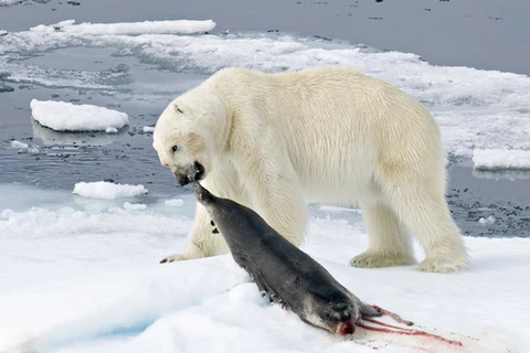 Phát hiện gen đặc trưng giúp gấu Bắc Cực không bị béo phì