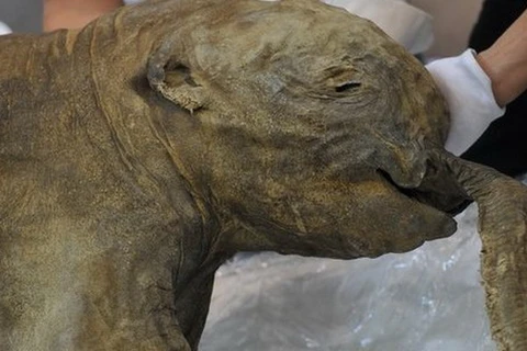 Độc đáo triển lãm voi mamút tại Bảo tàng Lịch sử London
