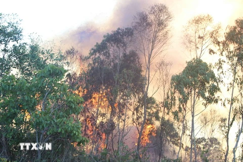 Dập tắt kịp thời vụ cháy 8ha rừng trồng tại Quảng Ngãi