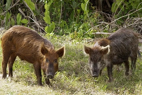 Đàn lợn rừng nhiễm phóng xạ Chernobyl đang tăng nhanh chóng