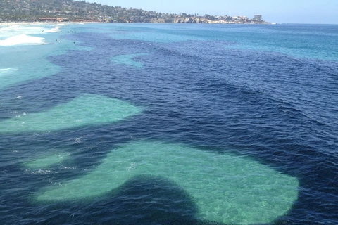 Mỹ: Hàng triệu con cá cơm xuất hiện gần bờ biển San Diego