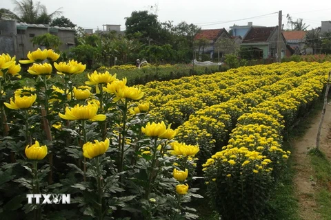 Phú Yên: Hoa cúc nở đẹp phục vụ tết Ất Mùi, giá cao hơn 30% 