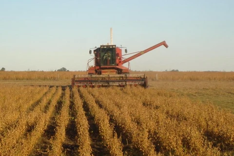 Argentina phá kỷ lục về sản xuất đậu tương nhờ thời tiết thuận lợi