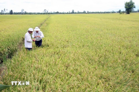 Đồng bằng Sông Cửu Long dự kiến gieo cấy gần 200.000 ha lúa