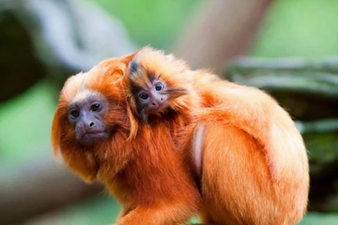 Pháp: Trộm đột nhập vào sở thú bắt đi 17 con khỉ quý hiếm