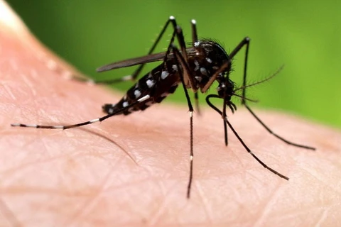 Muỗi anopheles - sinh vật nguy hiểm nhất trên thế giới