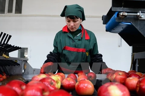Công nhân phân loại hoa quả tại một kho hàng ở làng Bucovat, Moldova, một trong các quốc gia chịu ảnh hưởng từ tác động của lệnh cấm nhập khẩu lương thực, thực phẩm của Nga. (Nguồn: AFP/TTXVN)