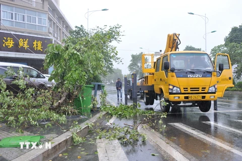 Cây cối bị quật đổ do bão tại thành phố Phú Điền, tỉnh Phúc Kiến ngày 29/9. (Nguồn: THX/TTXVN)