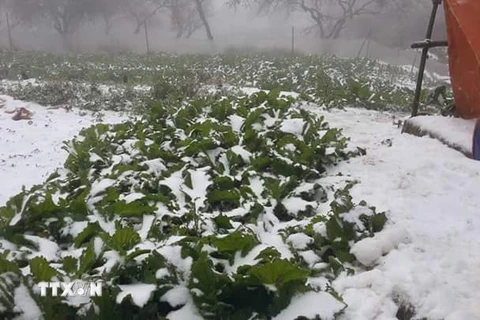 Tuyết rơi phủ trắng trên các cánh đồng xã Hang Kia và Pà Cò của huyện Mai Châu. (Ảnh: Vũ Hà/TTXVN)