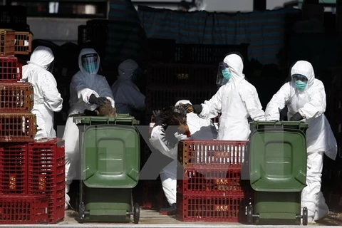 Tiêu hủy gia cầm nhiễm virus H7N9 tại Hong Kong ngày 31/12. (Nguồn: AFP/TTXVN)