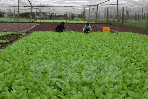 Một vùng sản xuất rau sạch theo tiêu chuẩn VietGap. (Nguồn: TTXVN)