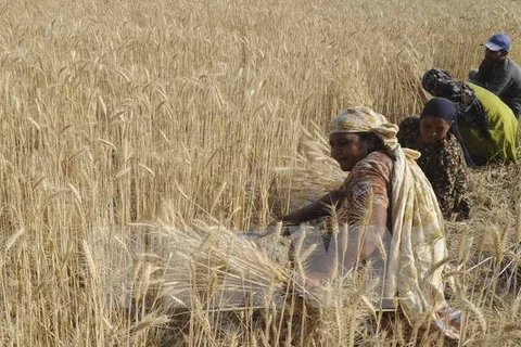 Nông dân Ấn Độ thu hoạch lúa mì tại Amritsar. (Nguồn: AFP/TTXVN)