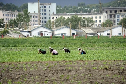 Một nông trang ở Triều Tiên. (Nguồn: AFP)