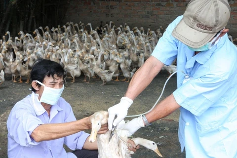 Việt Nam chưa ghi nhận ca nhiễm cúm H10N8 ở người 