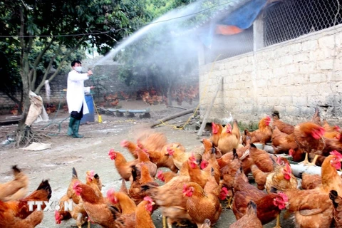 Phòng lây nhiễm cúm H5N6 từ gia cầm sang người nơi ổ dịch 