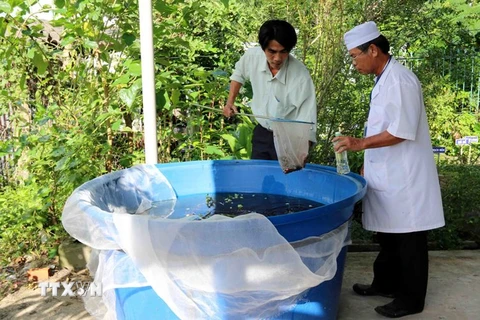 Các vật dụng chứa nước cần được vệ sinh thường xuyên để muỗi vào đẻ trứng, nhiều lăng quăng/bọ gậy phát triển. (Ảnh: TTXVN/Vietnam+)