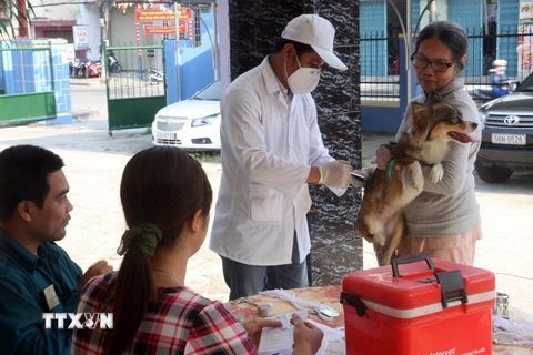 Tiêm vắcxin phòng ngừa bệnh dại cho chó. (Ảnh: TTXVN/Vietnam+)