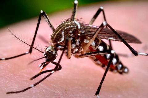 Muỗi Aedes aegypti. (Nguồn: Imperial.co.uk)