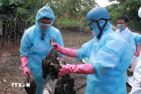 Lực lượng chức năng tỉnh Đắk Lắk tiêu hủy số vịt trời nuôi bị nhiễm cúm H5N6. (Ảnh: Phạm Cường/TTXVN)