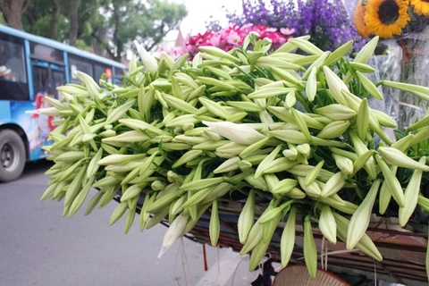 Hoa loa kèn tràn ngập trên các tuyến phố của Hà Nội. (Ảnh: Thu Hà/Vietnam+)