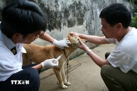 Tiêm vắcxin bệnh dại cho chó tại một gia đình ở Lai Châu. (Ảnh: Xuân Trường/TTXVN)