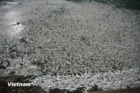 [Photo] Hà Nội: Cá chết và nổi trắng tại nhiều điểm ở Hồ Tây 